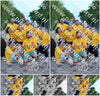 Evenement foto: 2419
