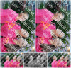 Evenement foto: 2418