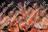 Evenement foto: 2338