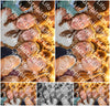 Evenement foto: 2772
