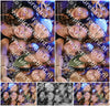 Evenement foto: 2770