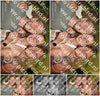 Evenement foto: 709