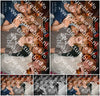 Evenement foto: 1206