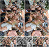 Evenement foto: 2795