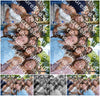 Evenement foto: 2787