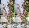Evenement foto: 2744