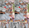 Evenement foto: 2912