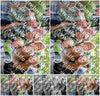 Evenement foto: 2910