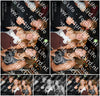 Evenement foto: 2879
