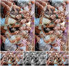 Evenement foto: 1321