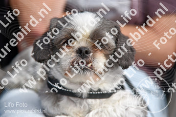 Evenement foto: 2251