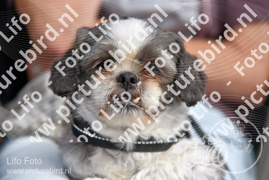 Evenement foto: 2251