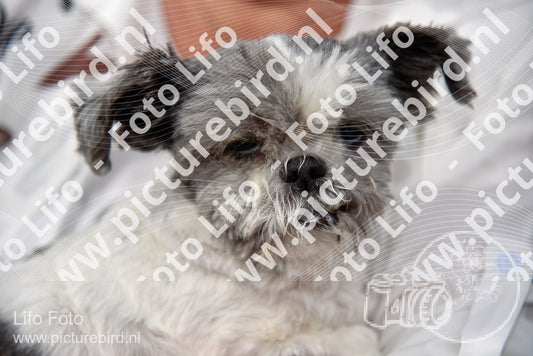 Evenement foto: 2256