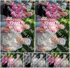 Evenement foto: 3001