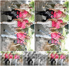 Evenement foto: 874