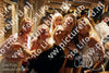Evenement foto: 1326