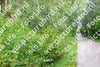 Evenement foto: 894