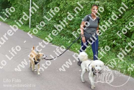 Evenement foto: 895