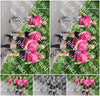 Evenement foto: 895