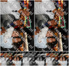 Evenement foto: 1546
