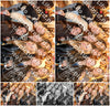 Evenement foto: 1473